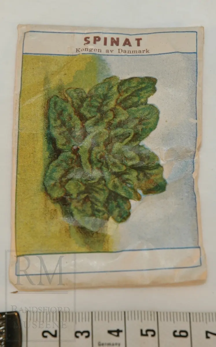 Rektangulær papirpose med spinatfrø. Fargebilde av spinat. 