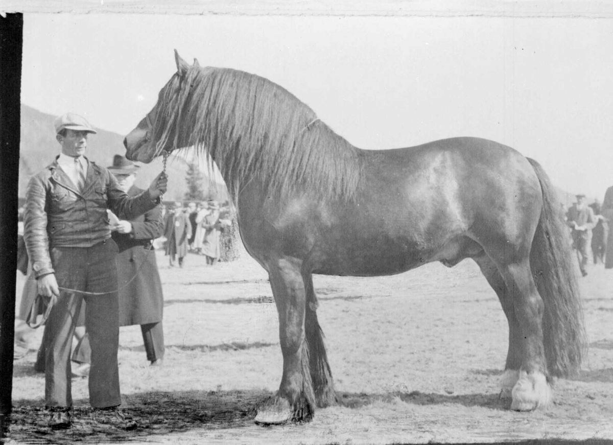 Hest. Hingsteutstilling på Stampesletta. "Ålbu", repro.