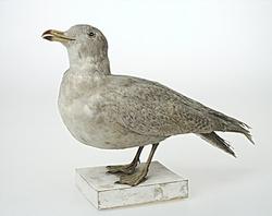 På väg mot Island - om det bohuslänska sillfisket på Island