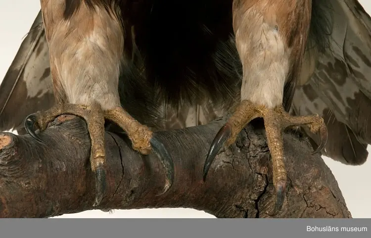 Gammal fågel. Årjäng 1931. Skänkt av A. M. von Proschwitz.

Ur handskrivna katalogen 1957-1958:
Kungsörn

Fågeln mäter 175 cm mellan vingspetsarna.

För uppgifter om givaren, se UM002249.
Se Bilagepärmen UM002249 med artikel ur Bohusläningen 19/6 1931:
Värdefullt nyförvärv till Uddevalla museum. Donation av häradshövding A. M. von Proschwitz, Årjäng.