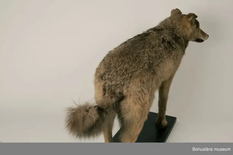 Monterad varg, placerad på en svartmålad träplatta.

Text ur Knut Adrian Anderssons katalog  VII 1907:
Varg. Canis lupus. Linné 1758.
Gammal hane. Lappland ink. sept. 1905 för 75 kr. Vinterdr.
av konservator G. Kolthoff 125 kr.

Litteratur: Bohuslän årsbok 1985. Gustaf Kolthoff och Bohuslän, Wilhelm Ängermark, s. 99 - 114.

Lappkatalog:
Varg, gammal hane. Vinterdräkt. Lappland. (1905)