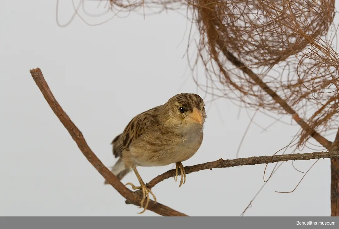 Hane och hona med bo monterad tillsammans.
Text på handskriven pappersetikett:
Kcb 53 och 54. Hör till Familj Ploseinae.

Hona: 54. Ploceus franciscana = Pyromelana (Fringilla!) ignicolor. Eldfink Orange-vävare. Dött i bur, skänkta av Kassör Hjalmar Zachau 27/12 1895. Boet byggt 1894 i Uddevalla.

Ur handskrivna katalogen 1957-1958:
Orangevävare