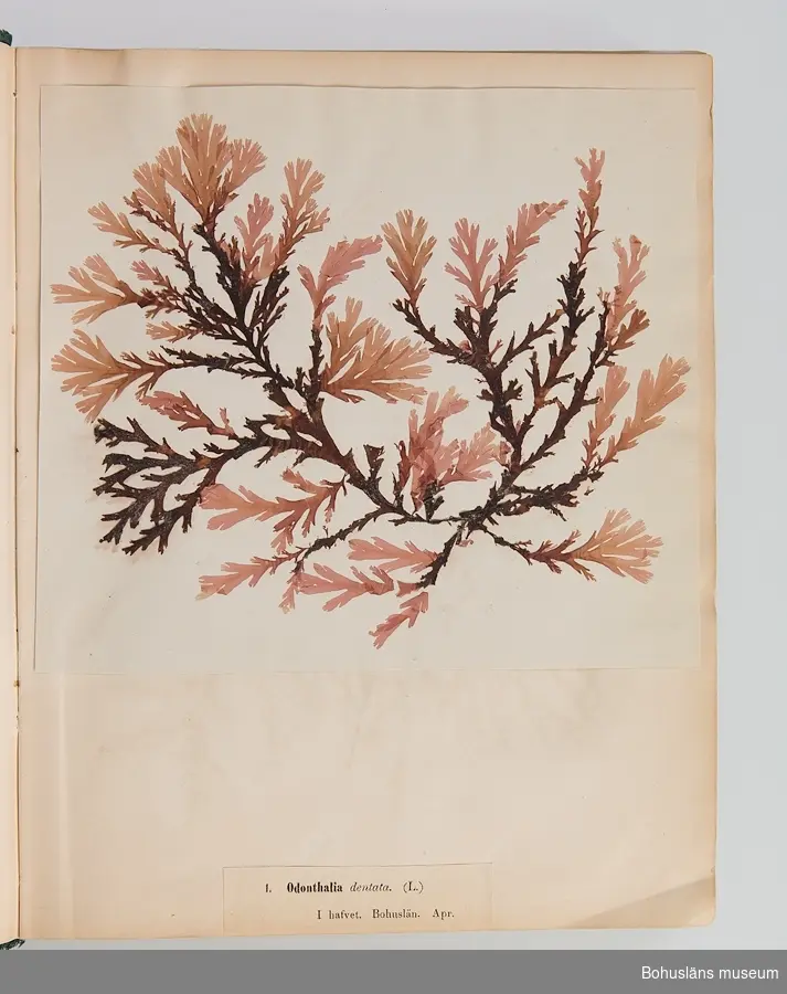 Bokverk med pressade alger. Den inbundna samlingen består av 100 alger insamlade i vattnen den bohuslänska kusten. Samtliga är försedda med vetenskapliga namn, vilken månad under året de samlats in och är numrerade 1-100.  
Försättsblad med texten "Typ-Samling af Skandinaviens Alger innehållande 100 arter utgifven af Sophia Åkermark, Götheborg. Tryckt, hos C. Petersen 1870". 
På främre pärmens insida klisteretikett: "L W Levin. Bokbindare, Uppsala Swedsgränd No 12".