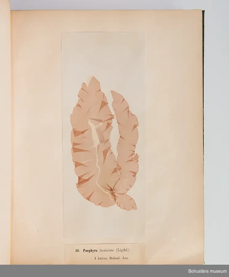Bokverk med pressade alger. Den inbundna samlingen består av 100 alger insamlade i vattnen den bohuslänska kusten. Samtliga är försedda med vetenskapliga namn, vilken månad under året de samlats in och är numrerade 1-100.  
Försättsblad med texten "Typ-Samling af Skandinaviens Alger innehållande 100 arter utgifven af Sophia Åkermark, Götheborg. Tryckt, hos C. Petersen 1870". 
På främre pärmens insida klisteretikett: "L W Levin. Bokbindare, Uppsala Swedsgränd No 12".