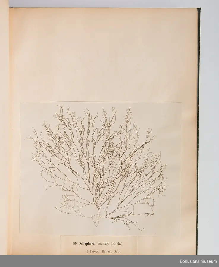 Bokverk med pressade alger. Den inbundna samlingen består av 100 alger insamlade i vattnen den bohuslänska kusten. Samtliga är försedda med vetenskapliga namn, vilken månad under året de samlats in och är numrerade 1-100.  
Försättsblad med texten "Typ-Samling af Skandinaviens Alger innehållande 100 arter utgifven af Sophia Åkermark, Götheborg. Tryckt, hos C. Petersen 1870". 
På främre pärmens insida klisteretikett: "L W Levin. Bokbindare, Uppsala Swedsgränd No 12".