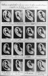 Hans Daae: Øreformer (Bertillon)