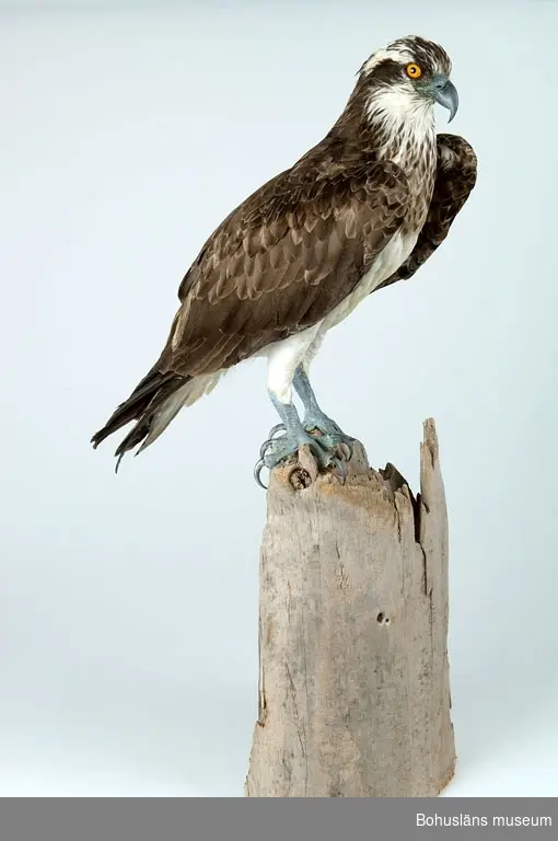 Gammal hona.
Dödad mot kraftledning vid Orrekläpp, Tanums socken, Bohuslän den 8 juli 1996.
Tillhörde kronans vilt.
Museet fick tillstånd av Naturvårdsverket att behålla fågeln.
Beslut 1997-06-02 Dnr 415-2286-97 Nv.

Monterad i december 1997 av Carl Jentzen, Hedekas.