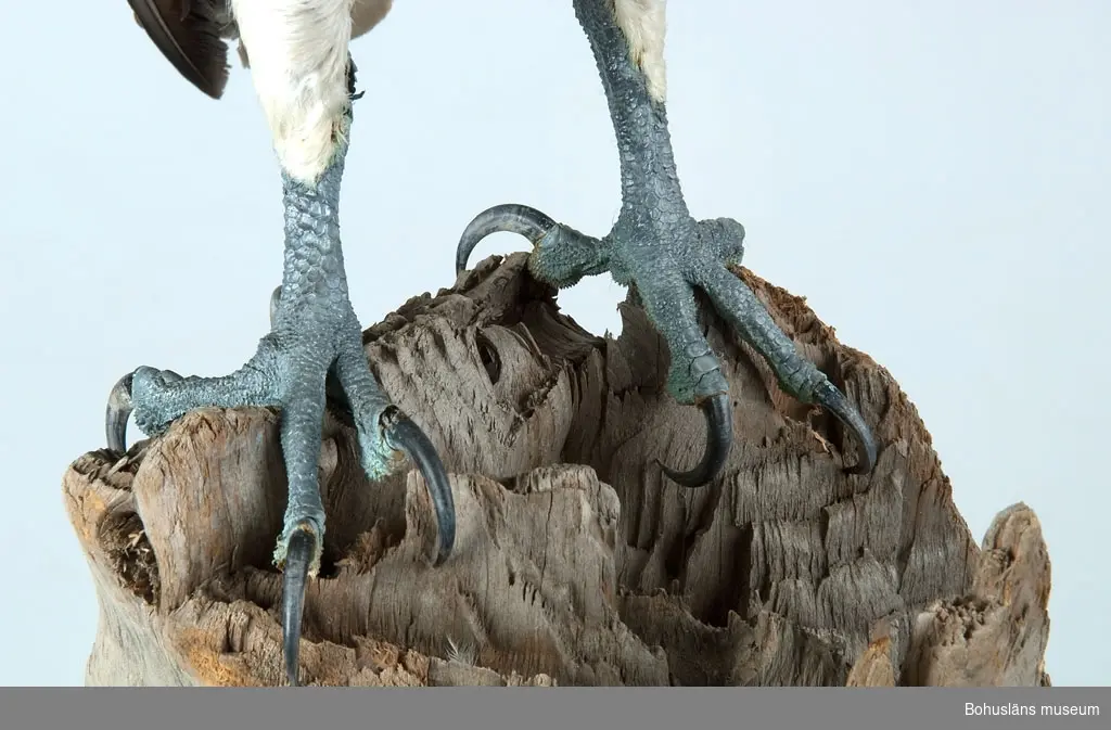 Gammal hona.
Dödad mot kraftledning vid Orrekläpp, Tanums socken, Bohuslän den 8 juli 1996.
Tillhörde kronans vilt.
Museet fick tillstånd av Naturvårdsverket att behålla fågeln.
Beslut 1997-06-02 Dnr 415-2286-97 Nv.

Monterad i december 1997 av Carl Jentzen, Hedekas.