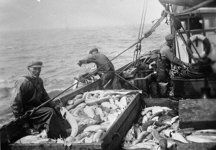 Enligt tidigare noteringar: "Ombord på LL 59 "Olive" av Grundsund. Pågående backfiske vid Shetlandsöarna, sittande på relingen Anders Gullman, vid relingen Hjalmar Gullman och vid vinschen Paul Gullman, Helmer Hilmersson bakom Paul Gullman, i styrhytten John Nilsson. 
Repro av foto tillhörande Ernst Gullman".