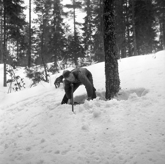 Enligt notering: "Skogshuggare Ivarsbo Feb 1951".