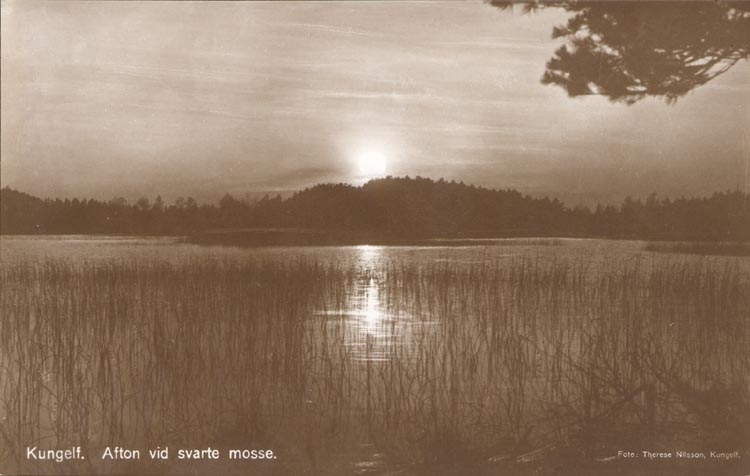 Tryckt text på kortet: "Kungelf. Afton vid svarte mosse".
