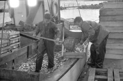 Enligt fotografens notering: "Skarpsill-premiären 1964".