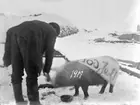 Julgrisen ska slaktas på Skistad Västergård i Kville 1919