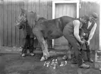 Hovslagare i arbete på Skistad Västergård 1920