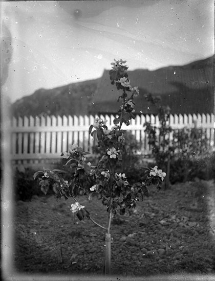 Enligt noteringar: "Ett blommande fruktträd".