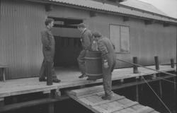 Odling av regnbågsforell vid Hovenäset.