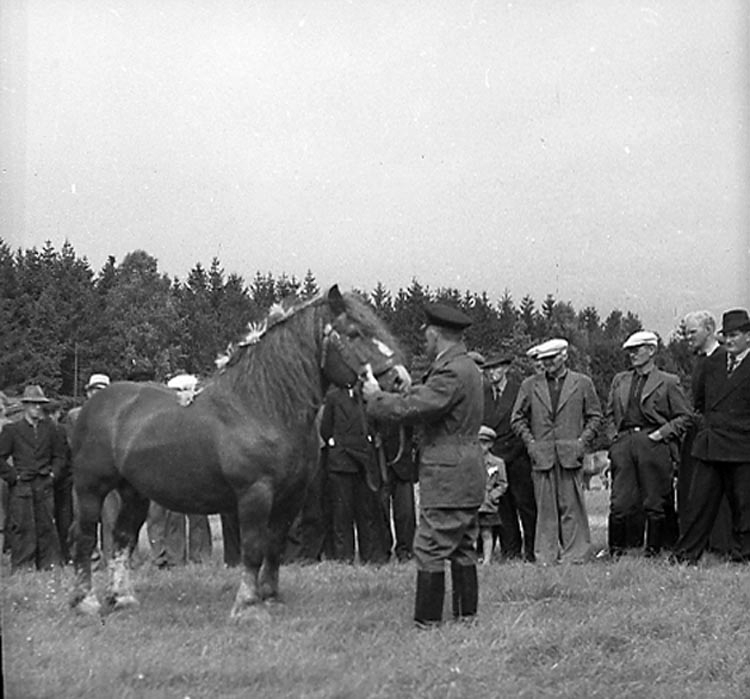 Tidigare notering: "Rabbalshede. Hästpremiering."