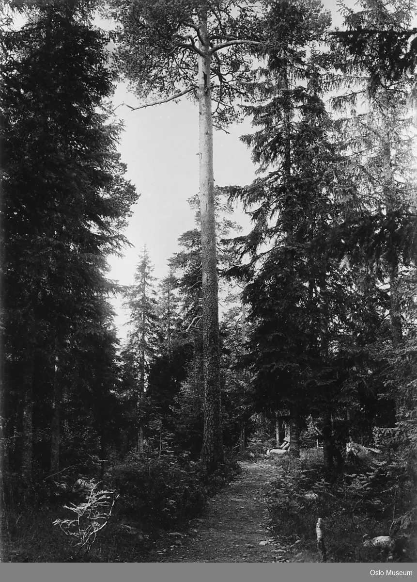 skog, turvei