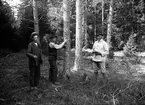 Tre män arbetar i skogen.