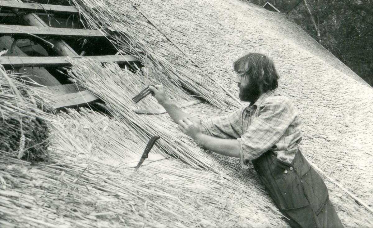 Halmtakläggning på manhusbyggnaden från Krafsagården i Olofstorp, Valinge i september 1980.