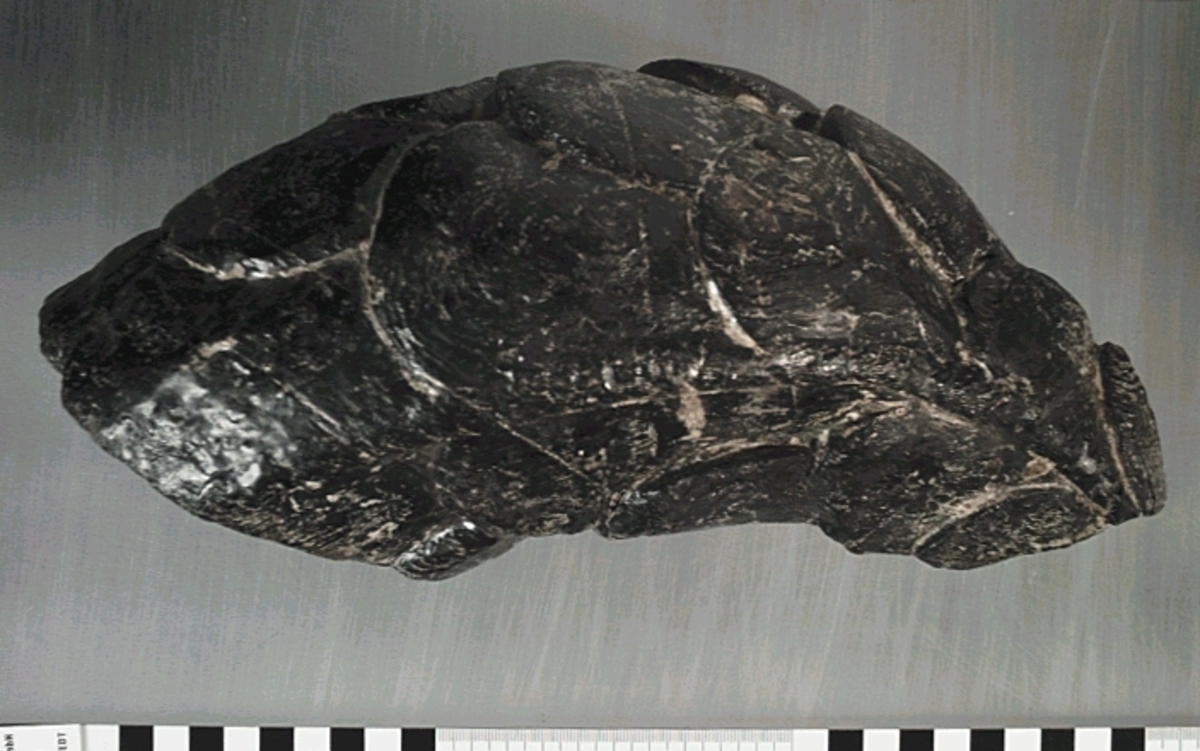 Del av skulptur, nedre del till fiskstjärt. Avsmalnande i ena änden. Rundad framsida med utsnidade fiskfjäll. Baksidan är bruten.
