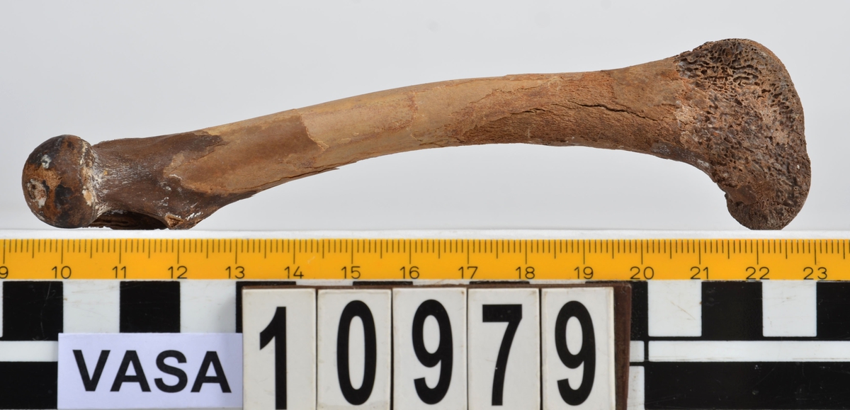 Ben från får/get (Ovis aries/Capra hircus).
1 st. fragment av skulderblad (scapula).
1 st. överarm (humerus).
1 st. strålben (radius).
1 st armbågsben (ulna).
1 st. lårben (femur).
1 st. skenben (tibia).
1 st. del av bäckenben ( del av pelvis).