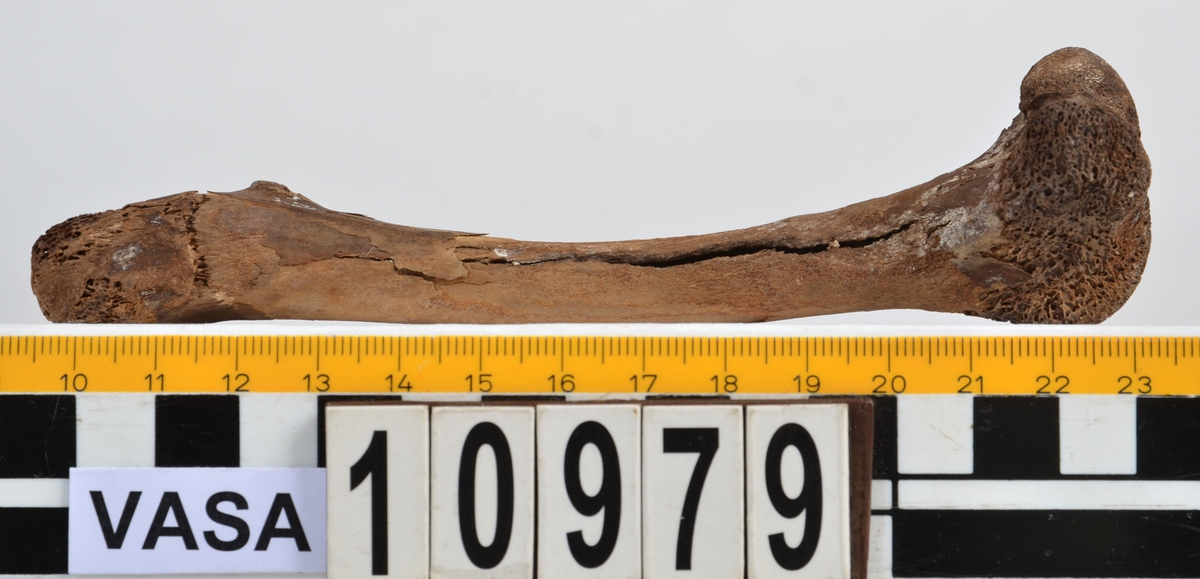 Ben från får/get (Ovis aries/Capra hircus).
1 st. fragment av skulderblad (scapula).
1 st. överarm (humerus).
1 st. strålben (radius).
1 st armbågsben (ulna).
1 st. lårben (femur).
1 st. skenben (tibia).
1 st. del av bäckenben ( del av pelvis).