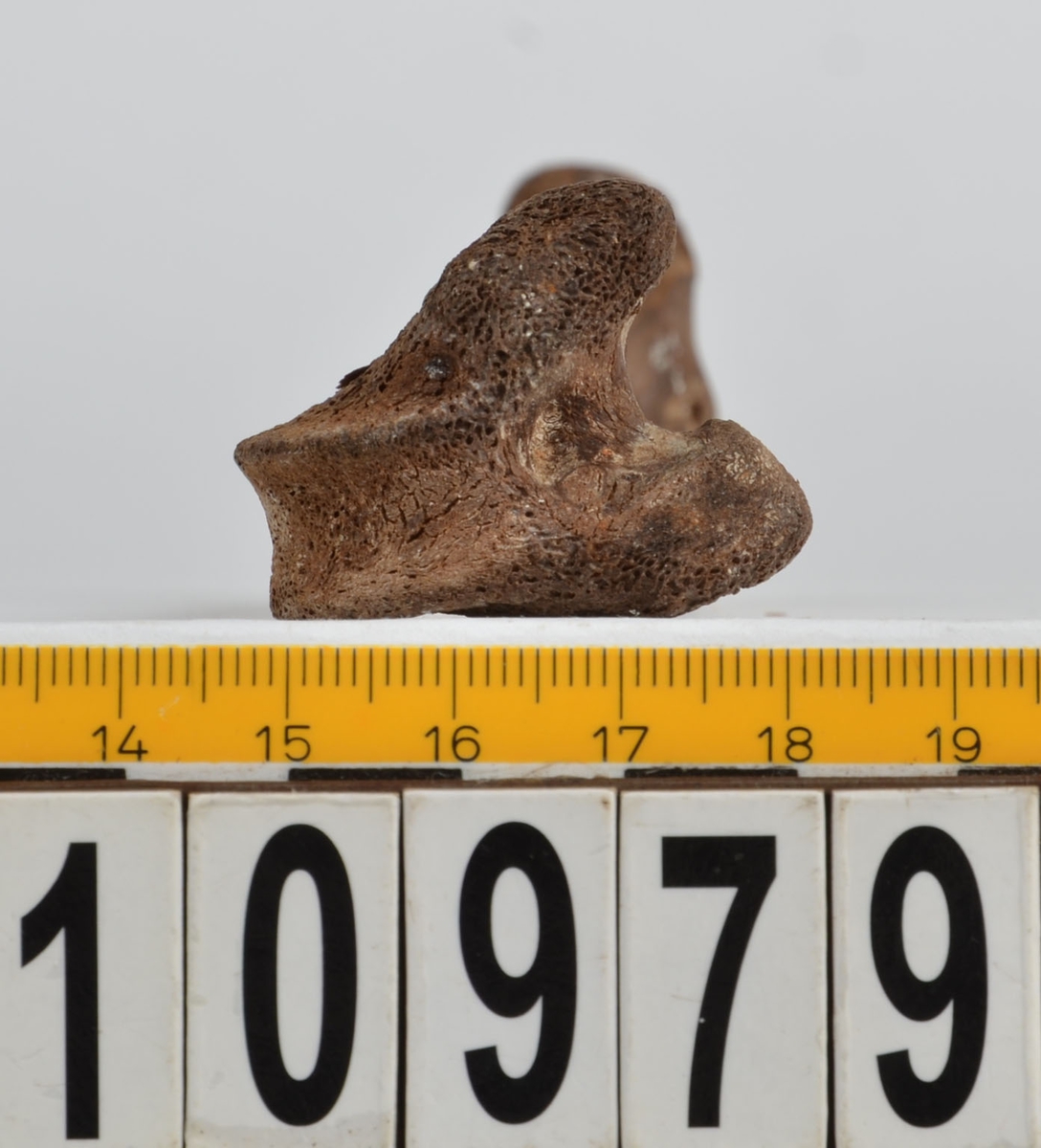 Ben från får/get (Ovis aries/Capra hircus).
1 st. fragment av skulderblad (scapula).
1 st. överarm (humerus).
1 st. strålben (radius).
1 st armbågsben (ulna).
1 st. lårben (femur).
1 st. skenben (tibia).
1 st. del av bäckenben ( del av pelvis).