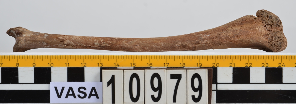 Ben från får/get (Ovis aries/Capra hircus).
1 st. fragment av skulderblad (scapula).
1 st. överarm (humerus).
1 st. strålben (radius).
1 st armbågsben (ulna).
1 st. lårben (femur).
1 st. skenben (tibia).
1 st. del av bäckenben ( del av pelvis).