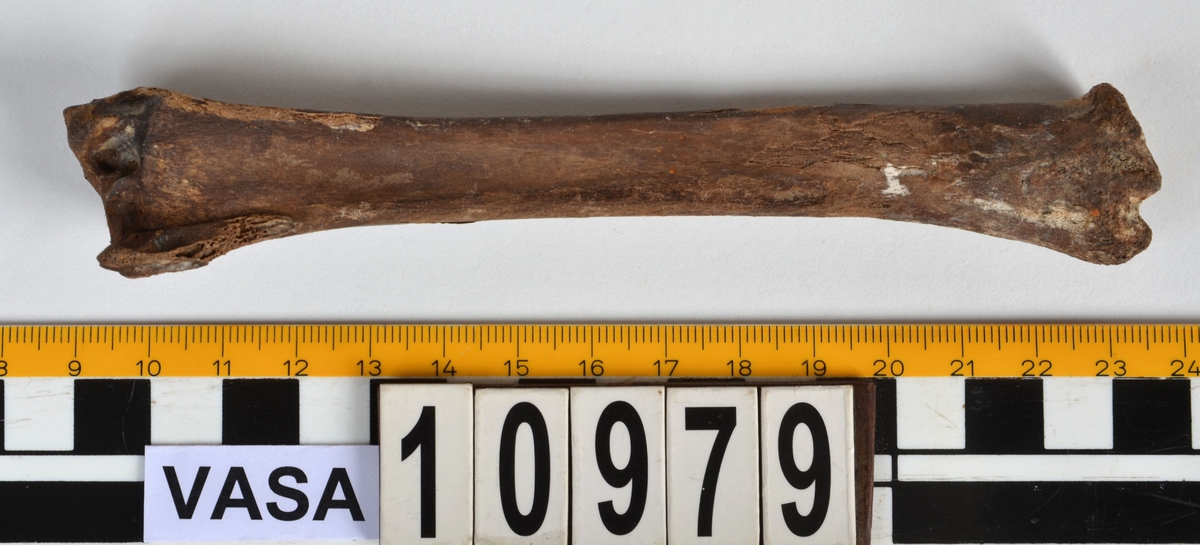 Ben från får/get (Ovis aries/Capra hircus).
1 st. fragment av skulderblad (scapula).
1 st. överarm (humerus).
1 st. strålben (radius).
1 st armbågsben (ulna).
1 st. lårben (femur).
1 st. skenben (tibia).
1 st. del av bäckenben ( del av pelvis).