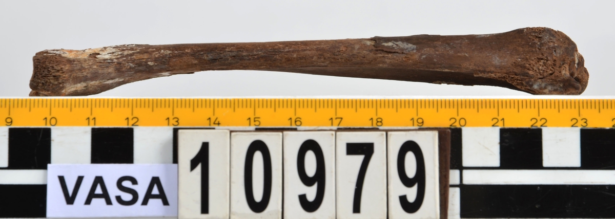 Ben från får/get (Ovis aries/Capra hircus).
1 st. fragment av skulderblad (scapula).
1 st. överarm (humerus).
1 st. strålben (radius).
1 st armbågsben (ulna).
1 st. lårben (femur).
1 st. skenben (tibia).
1 st. del av bäckenben ( del av pelvis).