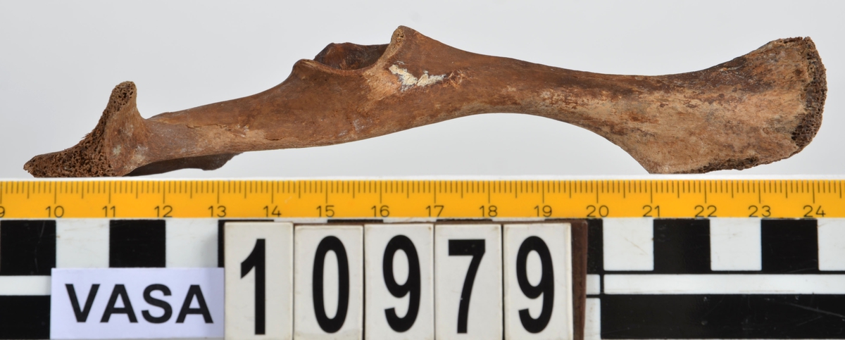 Ben från får/get (Ovis aries/Capra hircus).
1 st. fragment av skulderblad (scapula).
1 st. överarm (humerus).
1 st. strålben (radius).
1 st armbågsben (ulna).
1 st. lårben (femur).
1 st. skenben (tibia).
1 st. del av bäckenben ( del av pelvis).