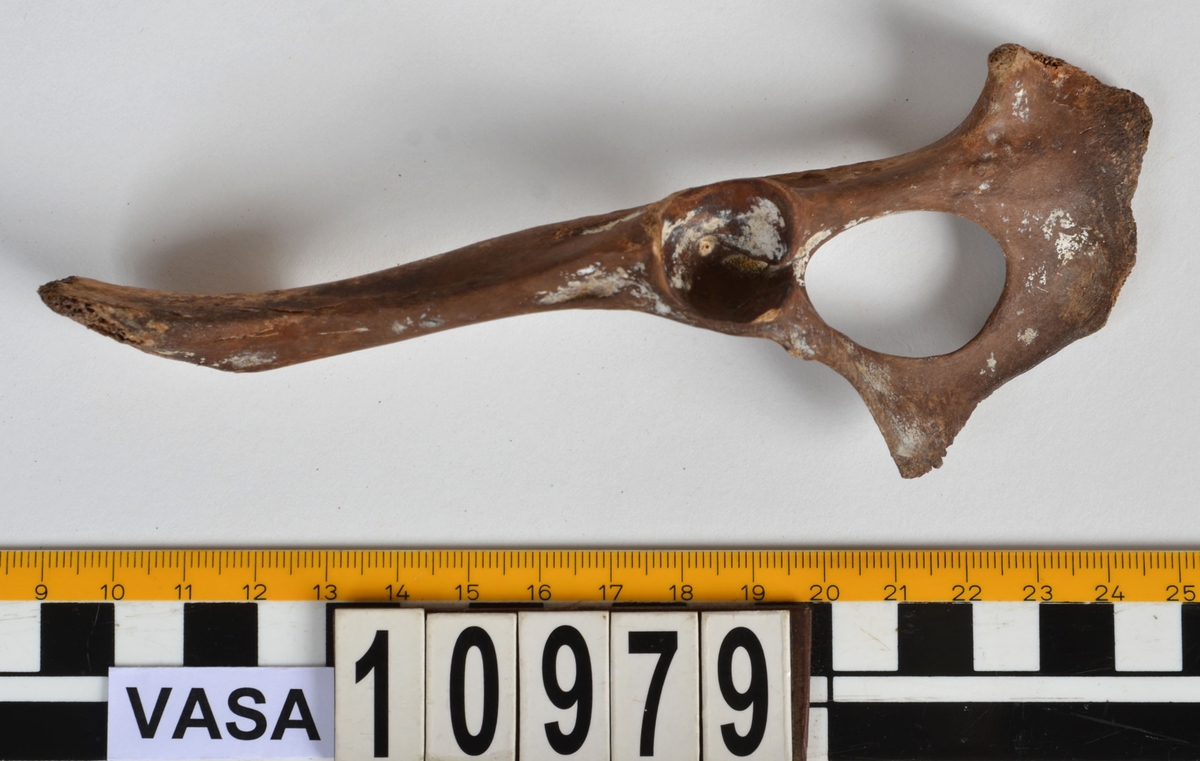 Ben från får/get (Ovis aries/Capra hircus).
1 st. fragment av skulderblad (scapula).
1 st. överarm (humerus).
1 st. strålben (radius).
1 st armbågsben (ulna).
1 st. lårben (femur).
1 st. skenben (tibia).
1 st. del av bäckenben ( del av pelvis).