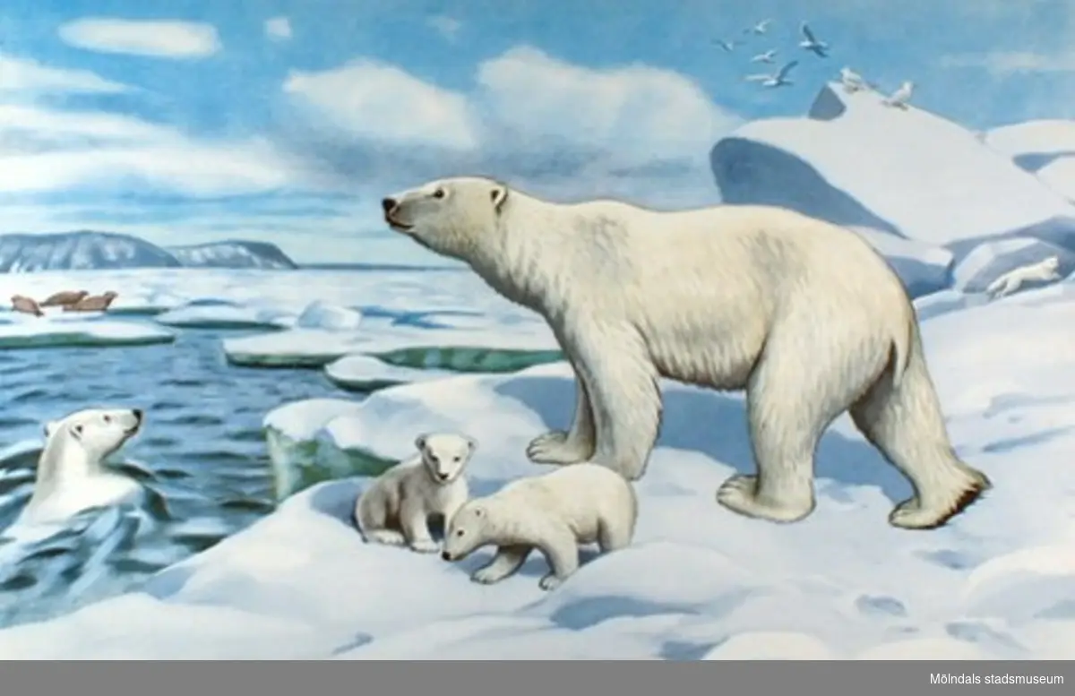 22920:1 - Lejon (savann).
22920:2 - Gorilla (urskog).
22920:3 - Elefant (Centralafrika).
22920:4 - Tiger (indisk jungel).
22920:5 - Isbjörn (polarlandskap).
22920:6 - Känguru (Australien).
22920:7 - Dromedarer (oas).
22920:8 - Struts (savann).
22920:9 - Haj (ostindiskt korallrev).
22920:10 - Flodhäst.
22920:11 - Blåval (Södra ishavet).
22920:12 - Lama (Anderna).
22920:13 - Noshörning (savann).

13 st skolplanscher som användes vid Zoologiundervisning på Gamla Liveredsskolan i Kållered.