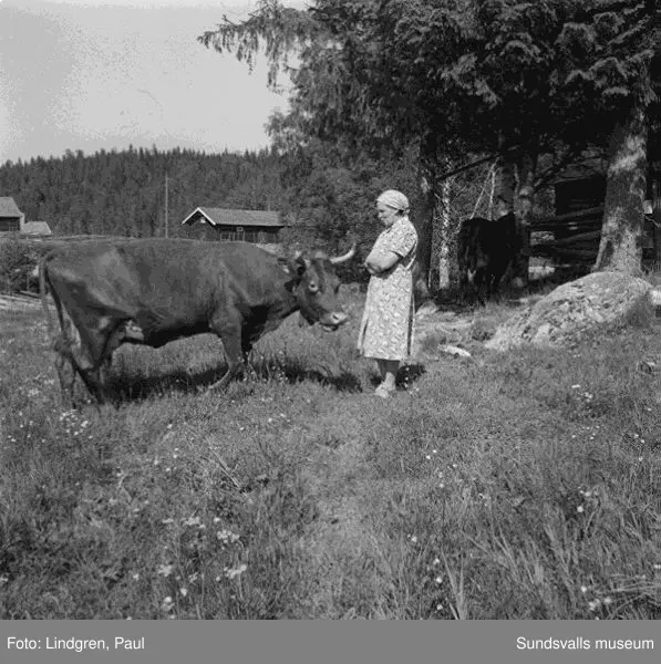 Fäbod i Norrböle, Attmar. Tre kvinnor spelar gitarr och cittra, kvinna med kossor.