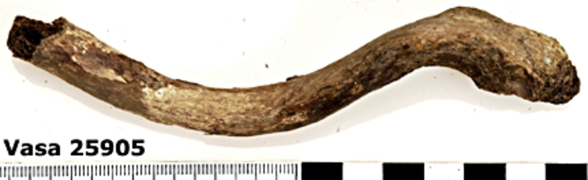 Nyckelben, vänster. Smuligt i ändarna.
Clavicula, sinister.