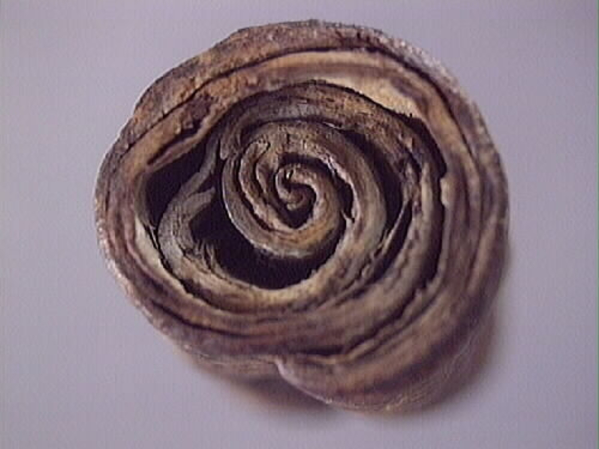 Ett flöte av näver.
Flötet består av en bit näver som har formen av en rulle. Flötet är välbevarat.