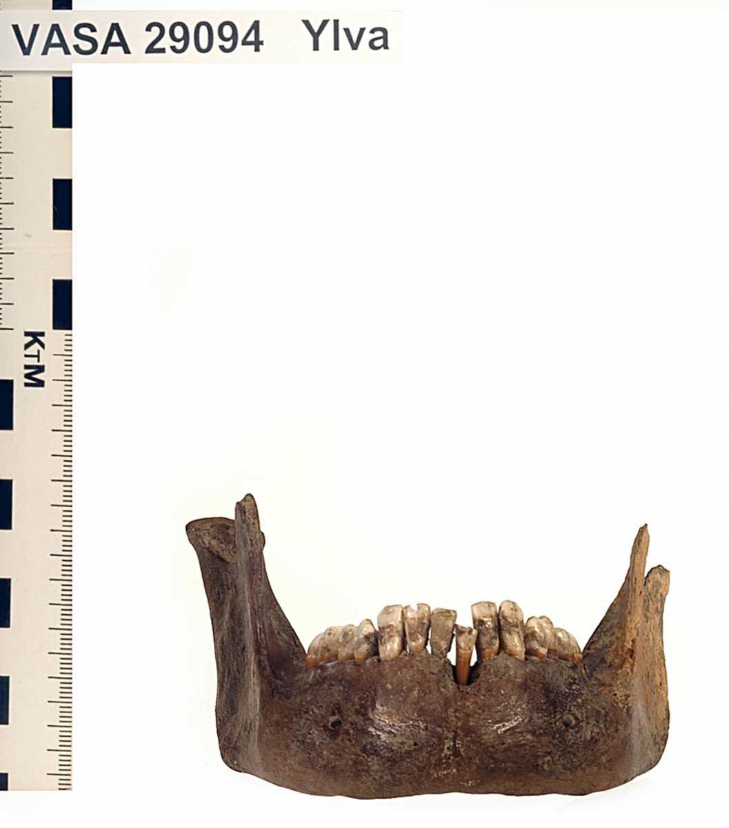 Underkäke med 14 tänder. I gott skick.
Mandibula.