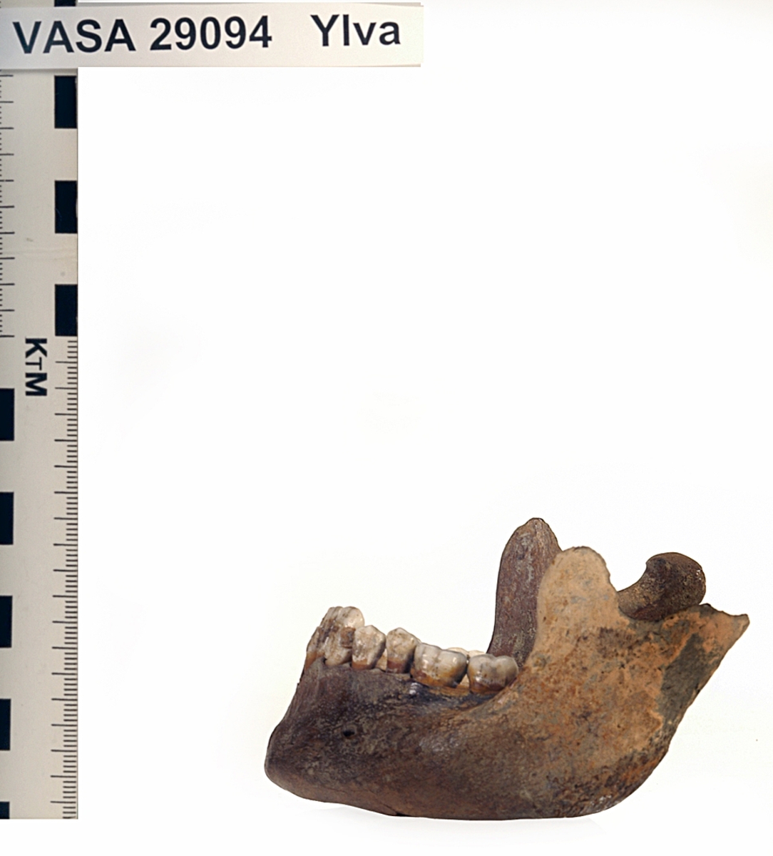 Underkäke med 14 tänder. I gott skick.
Mandibula.