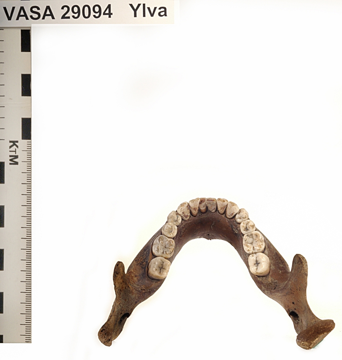 Underkäke med 14 tänder. I gott skick.
Mandibula.