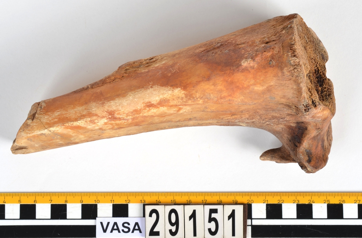 Nötben.
1 st. del av bäckenben (pelvis).
1 st. skenben (tibia).