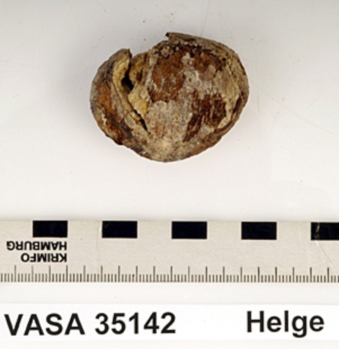 Knäskål, vänster 
Patella, sinister.