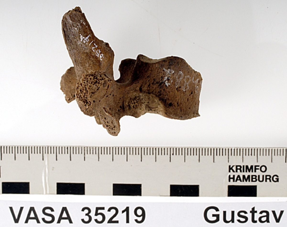 Bröstkota nr 5. I gott skick.
Vertebra Thoracicae no 5.