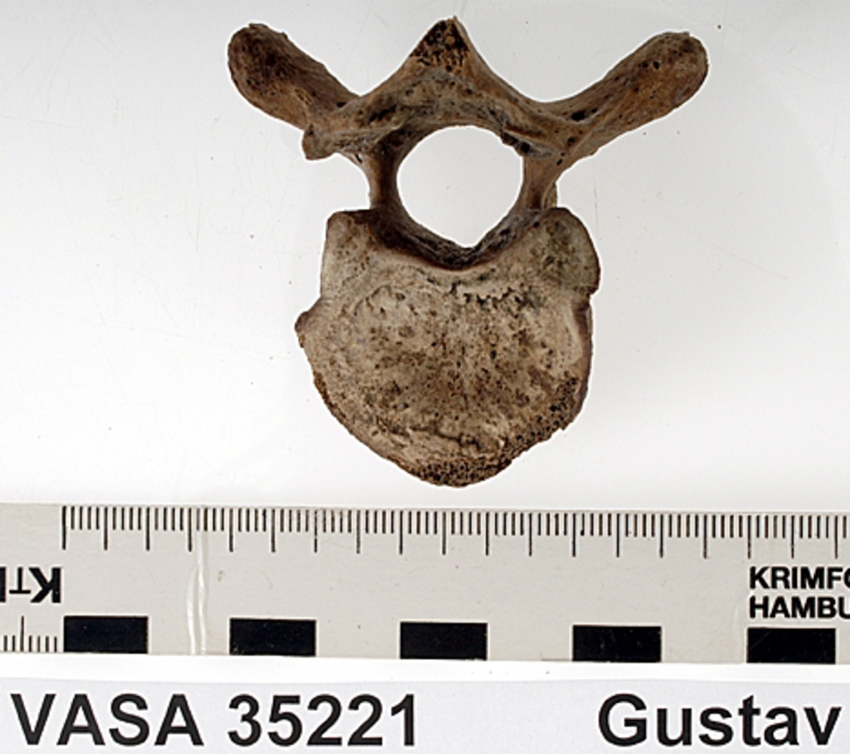Bröstkota nr 7. I gott skick.
Vertebra Thoracicae no 7.