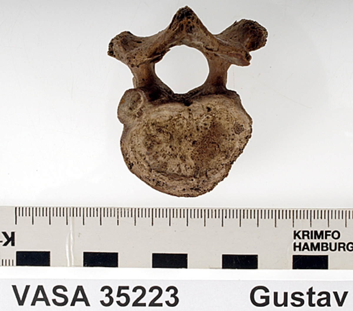 Bröstkota nr 9. I gott skick.
Vertebra Thoracicae no 9.