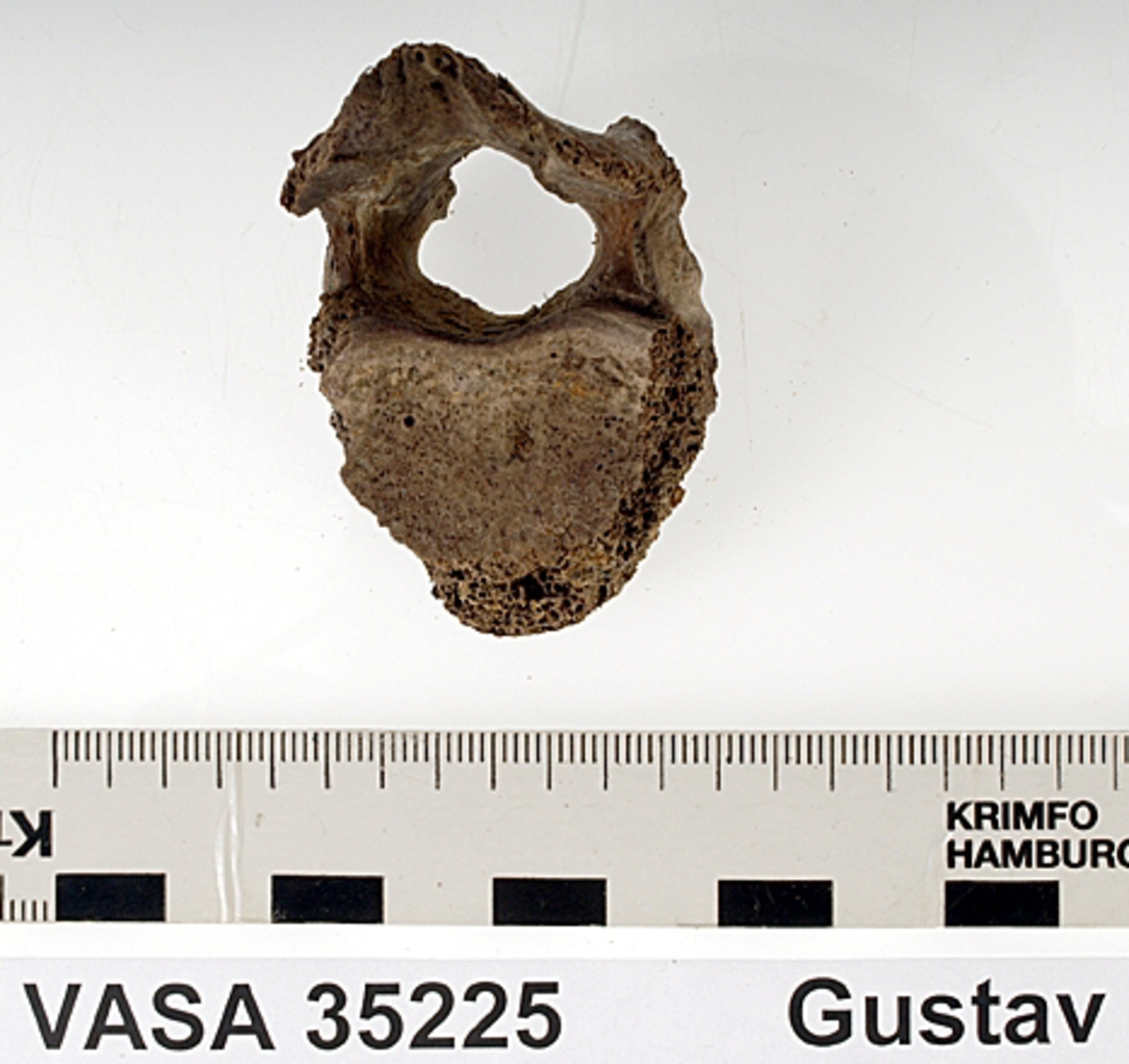 Bröstkota nr 11. I gott skick.
Vertebra Thoracicae no 11.