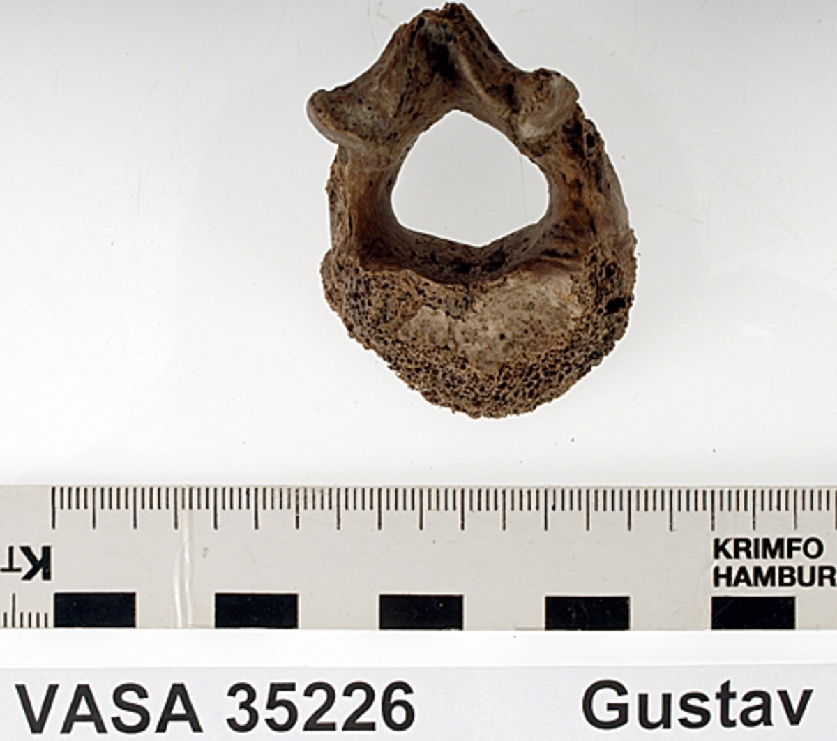 Bröstkota nr 12. I gott skick.
Vertebra Thoracicae no 12.