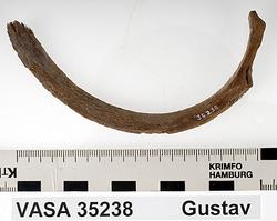 Människoben från skeppet Vasa