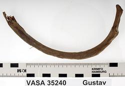 Människoben från skeppet Vasa