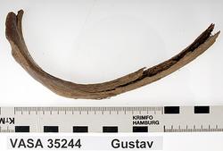 Människoben från skeppet Vasa